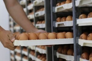 Horizontale und vertikale Luftführung bei Dörrautomaten: Was unterscheidet die Systeme?