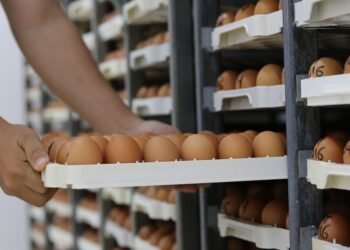 Horizontale und vertikale Luftführung bei Dörrautomaten: Was unterscheidet die Systeme?