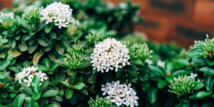 Küchenmaschinen erklärt: Alle Bauarten im Überblick