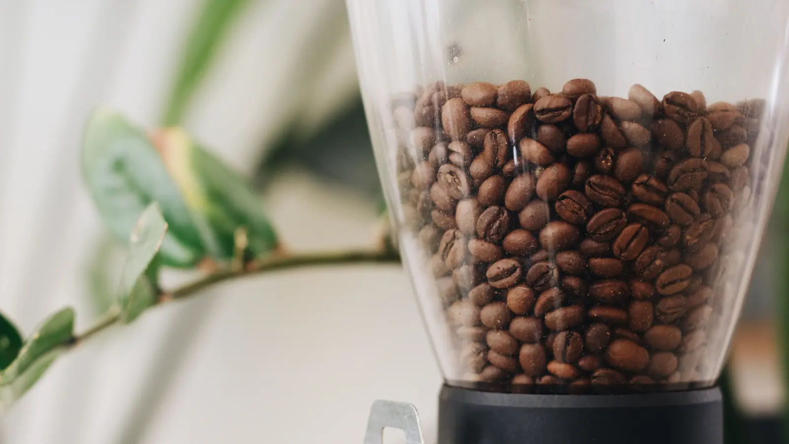 Geröstete Kaffeebohnen im transparenten Behälter einer Kaffeemühle